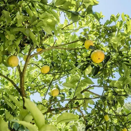 公寓 The Lemon Garden *