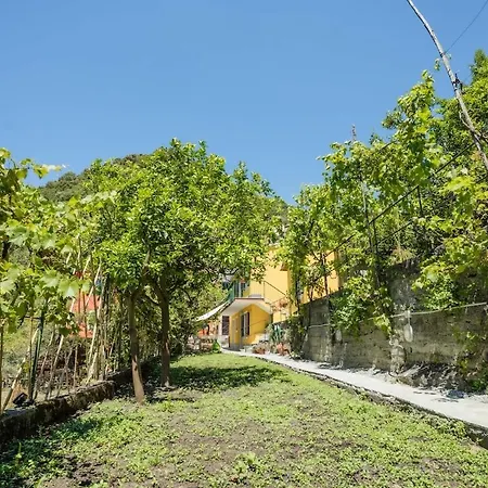 The Lemon Garden *